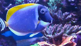 SALTWATER ICH(WHITESPOT)