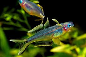 NS Rainbowfish