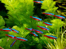 NS Freshwater Tetras