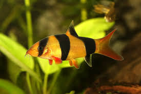 NS Freshwater Loaches