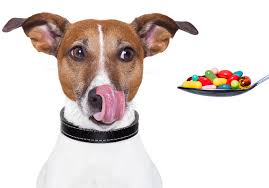 NS Dog Care & Medication