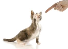 NS Cat Training & Behaviour