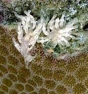 MONTIPORA EATING NUDIBRANCHS