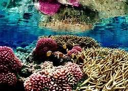 REEF TANK TEMPERATURES:HOW HIGH IS TOO HIGH