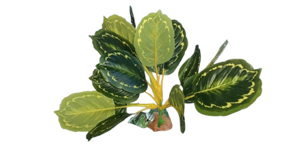 Nomoy - Artificial Reptile Plants