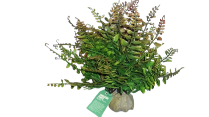 Nomoy - Artificial Reptile Plants