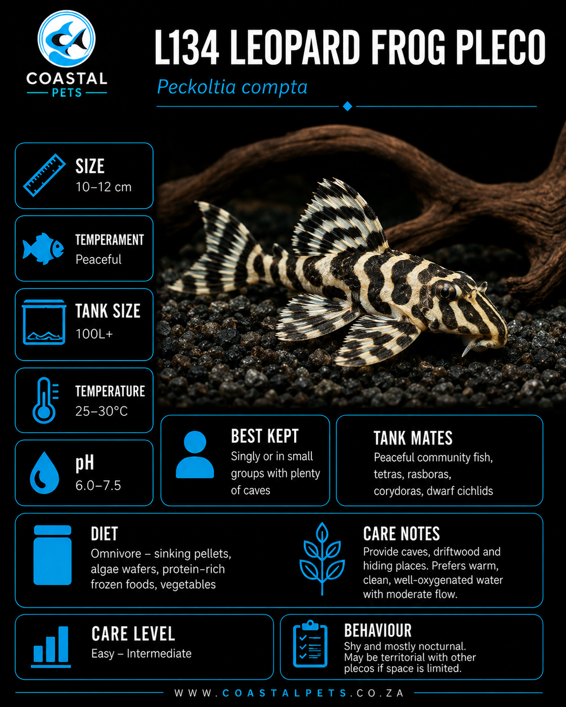 Pleco-L134 Leopard Frog