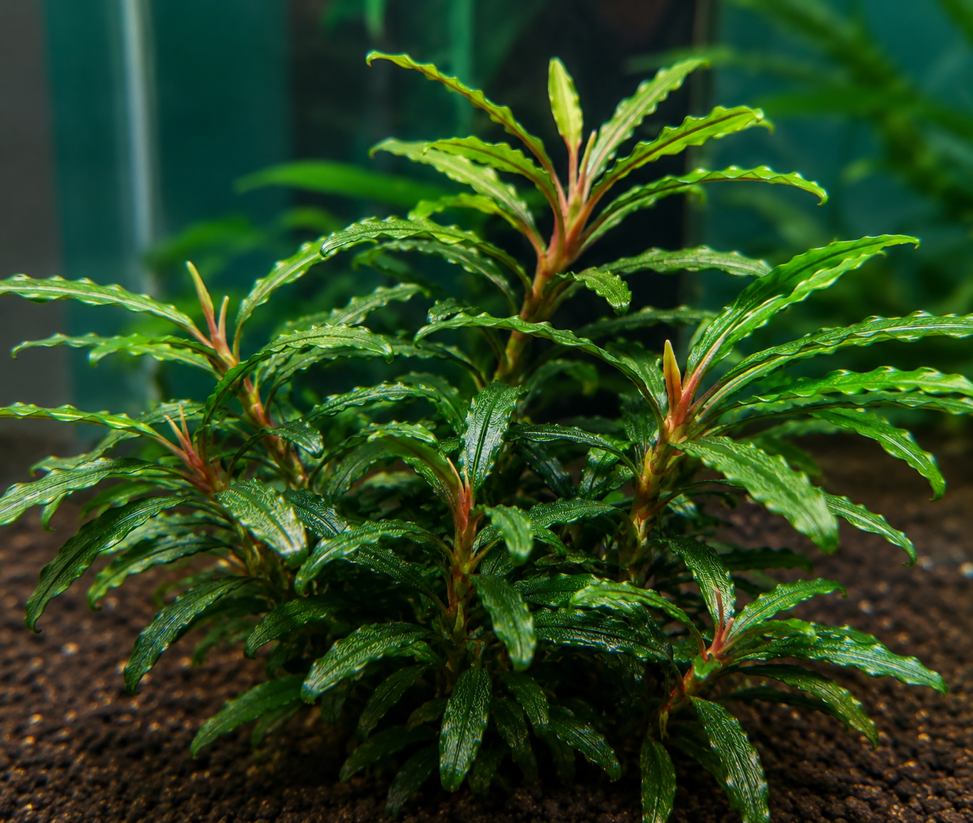 Bucephalandra Portions- 80mm Tub