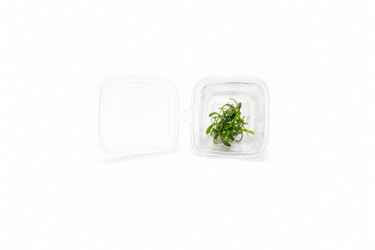 UNS Anubias Minima 'Dragon Claw' in-Vitro (Small)
