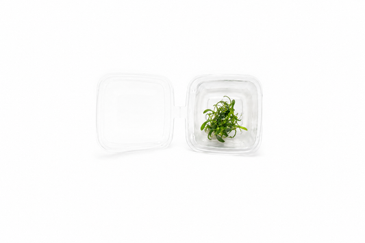 UNS Anubias Minima 'Dragon Claw' in-Vitro (Small)