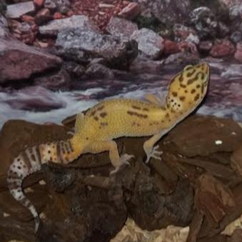 Leopard Gecko - Albino