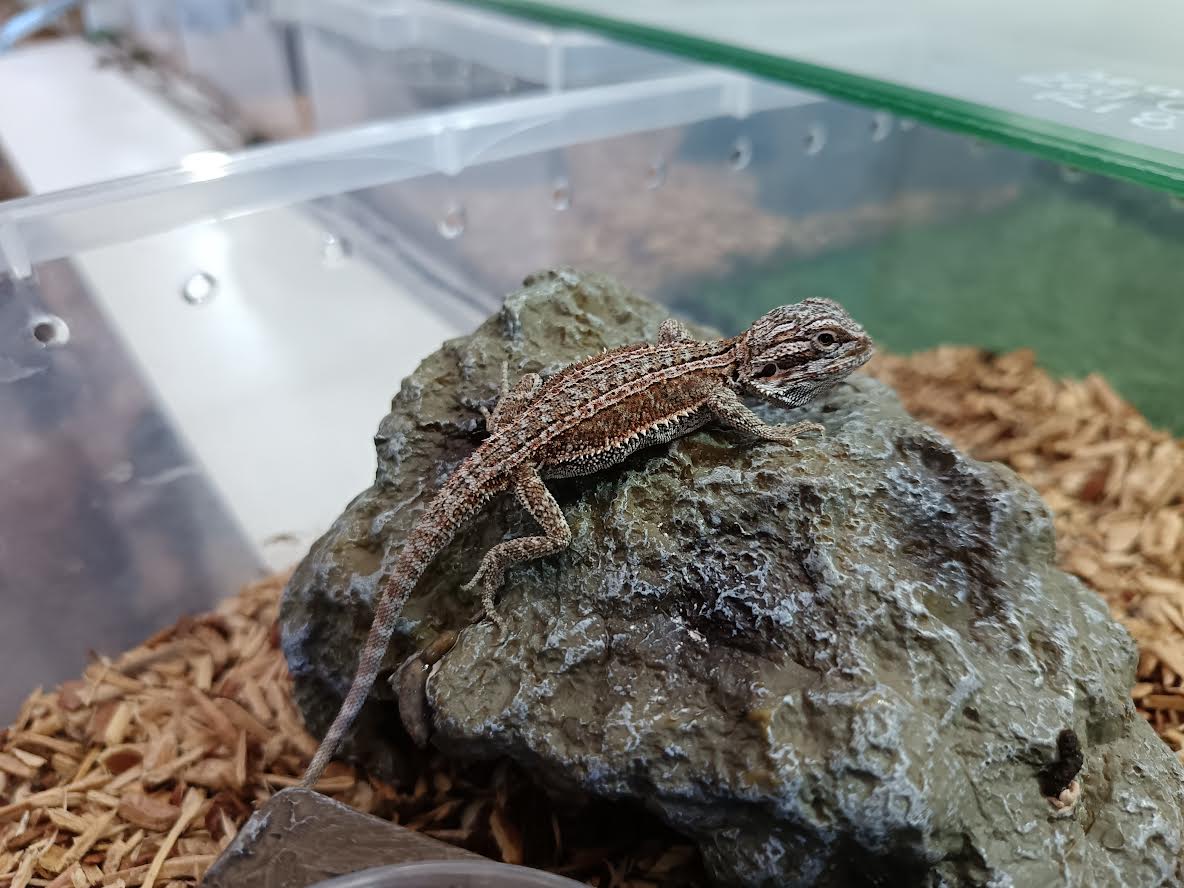 Bearded Dragon - Red Genetic Stripe