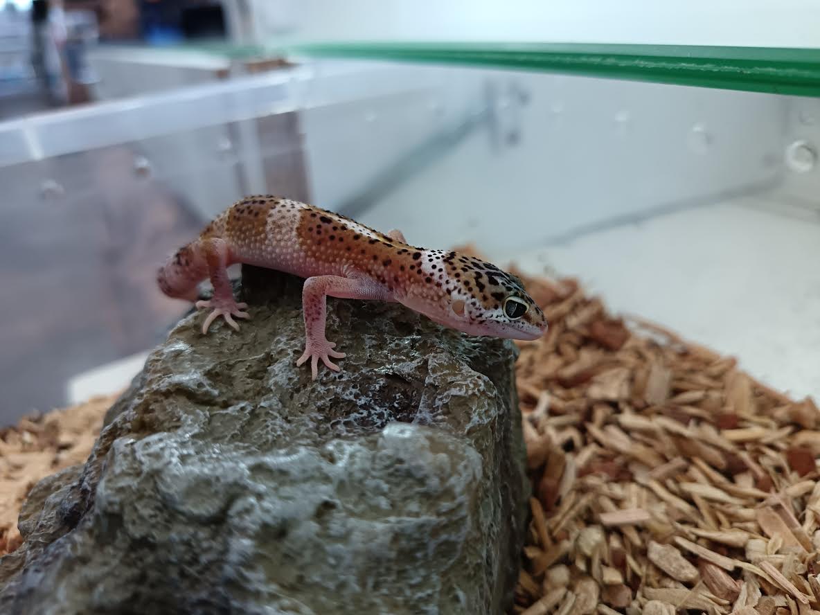 Leopard Gecko #1