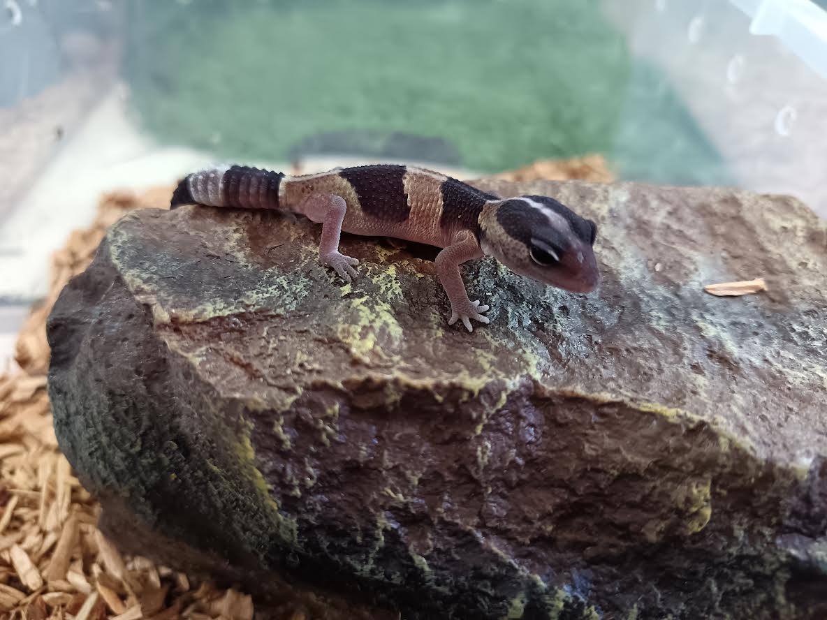 African Fat-Tail Gecko