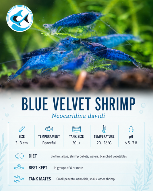 Shrimp-Blue Velvet