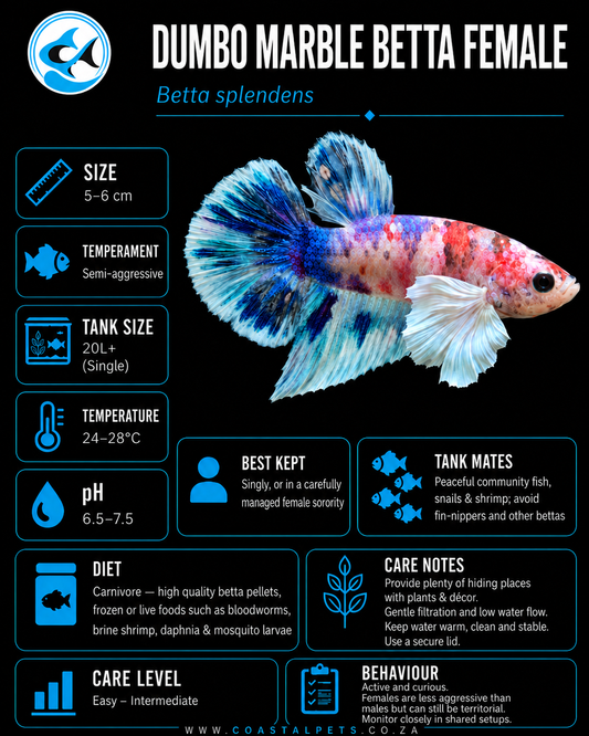 Betta-Dumbo Marble Female