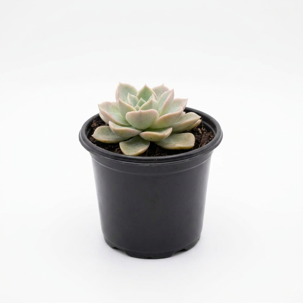 Echeveria 'Lola' Succulent