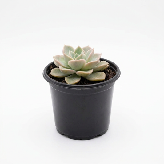 Echeveria 'Lola' Succulent