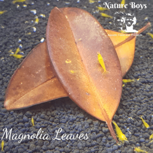 NatureBoys Magnolia Leaves 9-14cm(10pc)