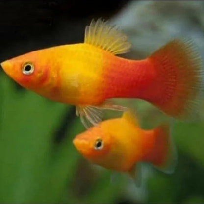 Platy (30-40mm)