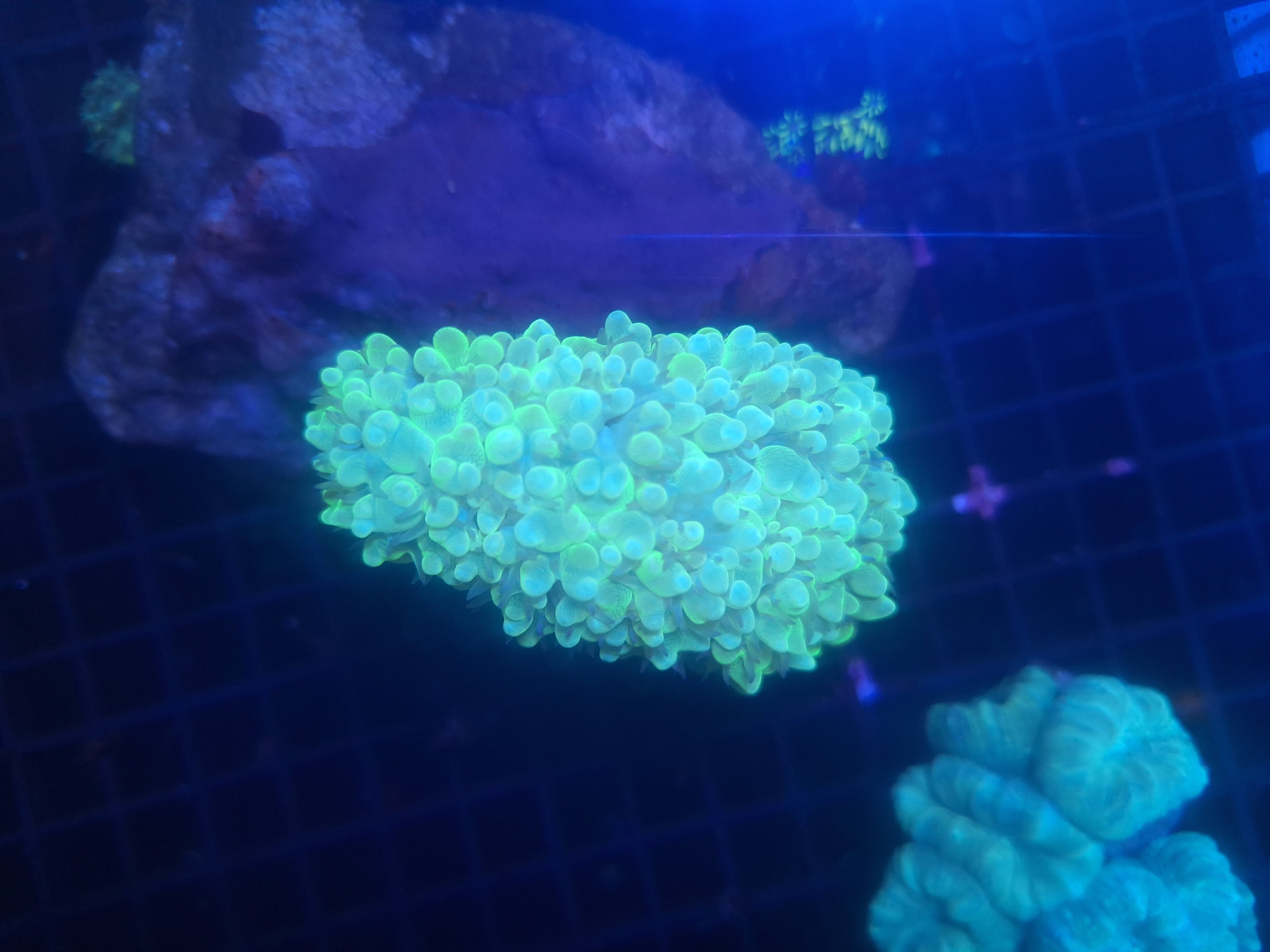 Green Bubble Coral