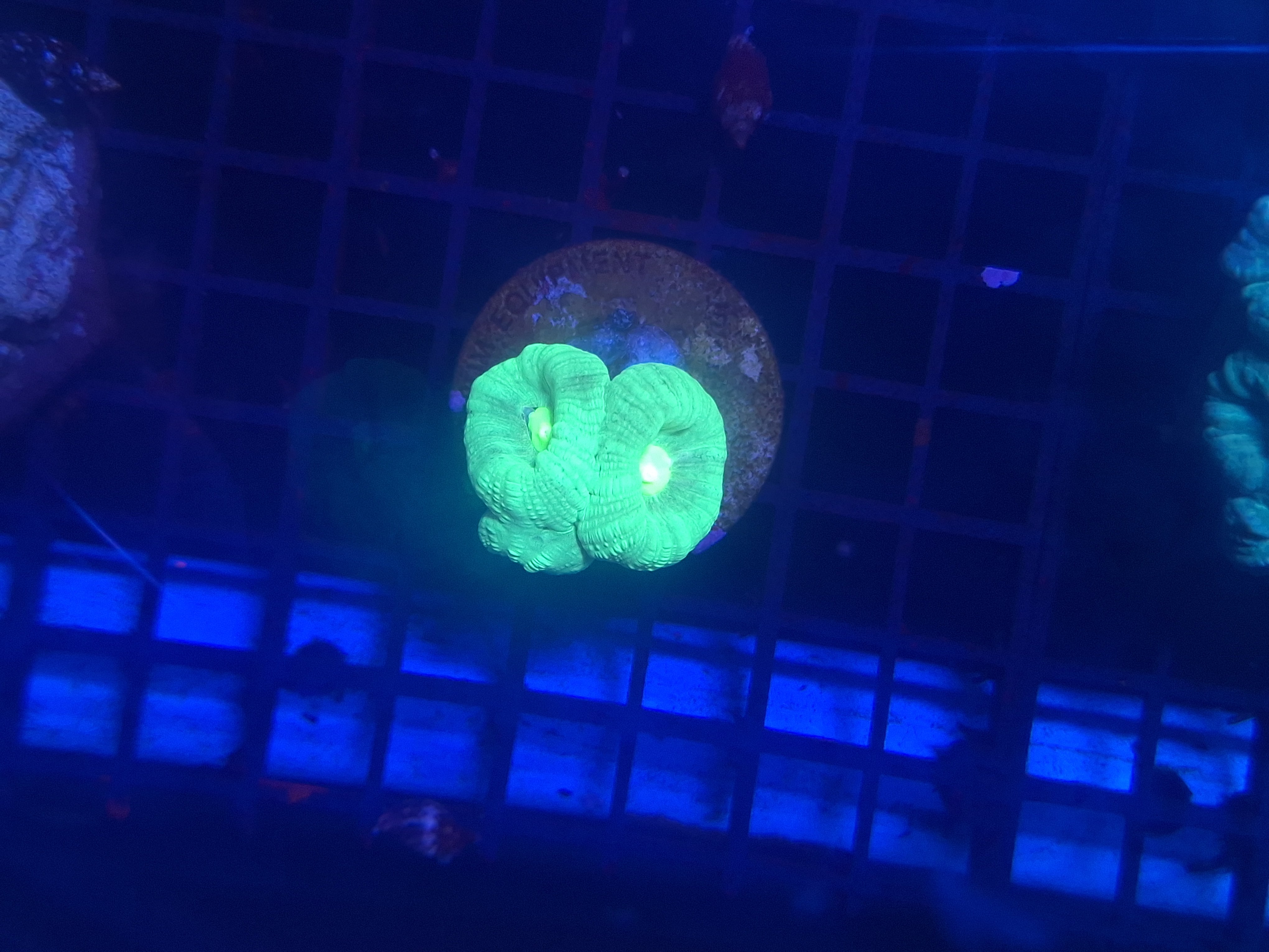 Neon Green Candy Cane (3 polyp )