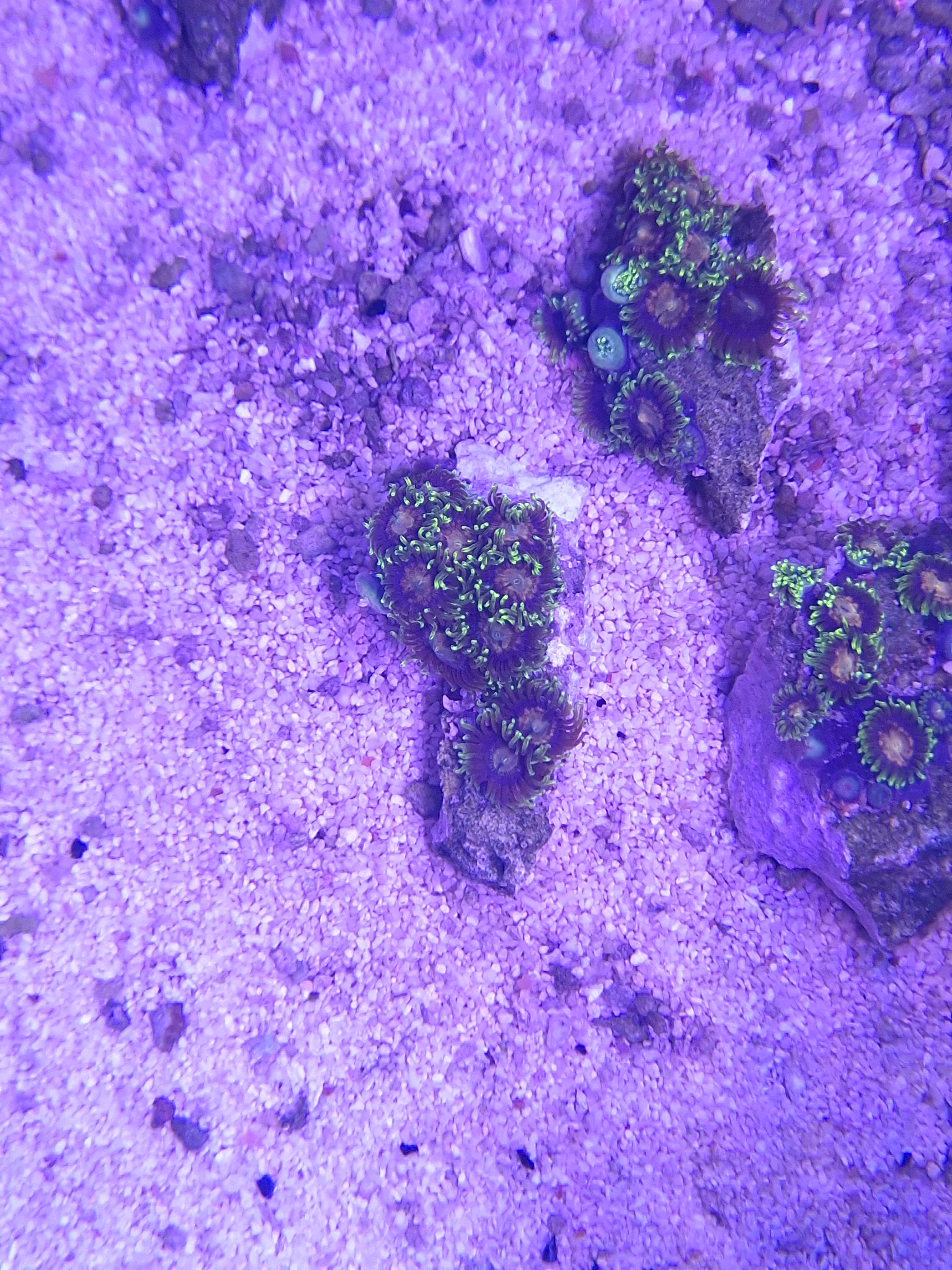 Phenomenon Zoa Variant
