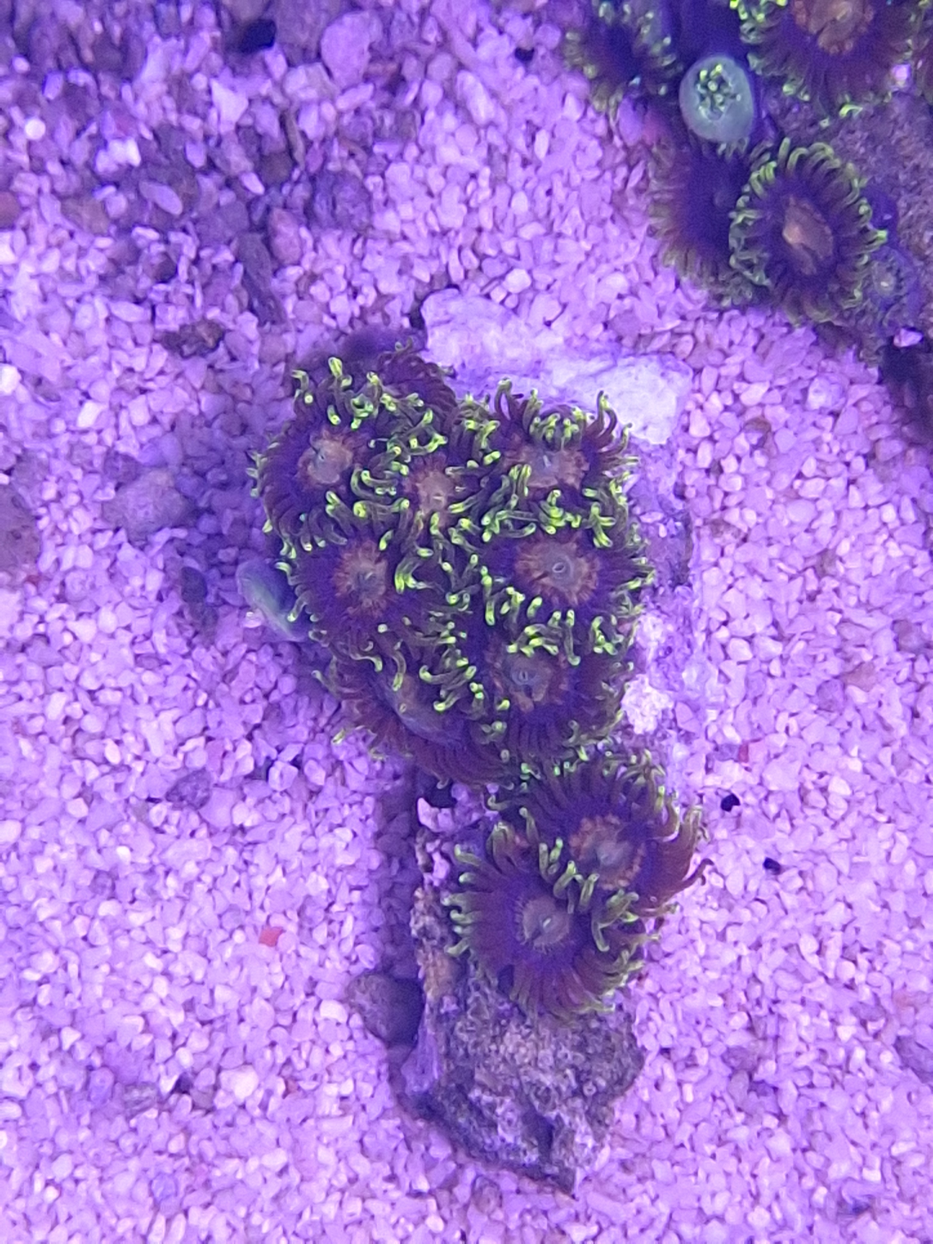 Phenomenon Zoa Variant