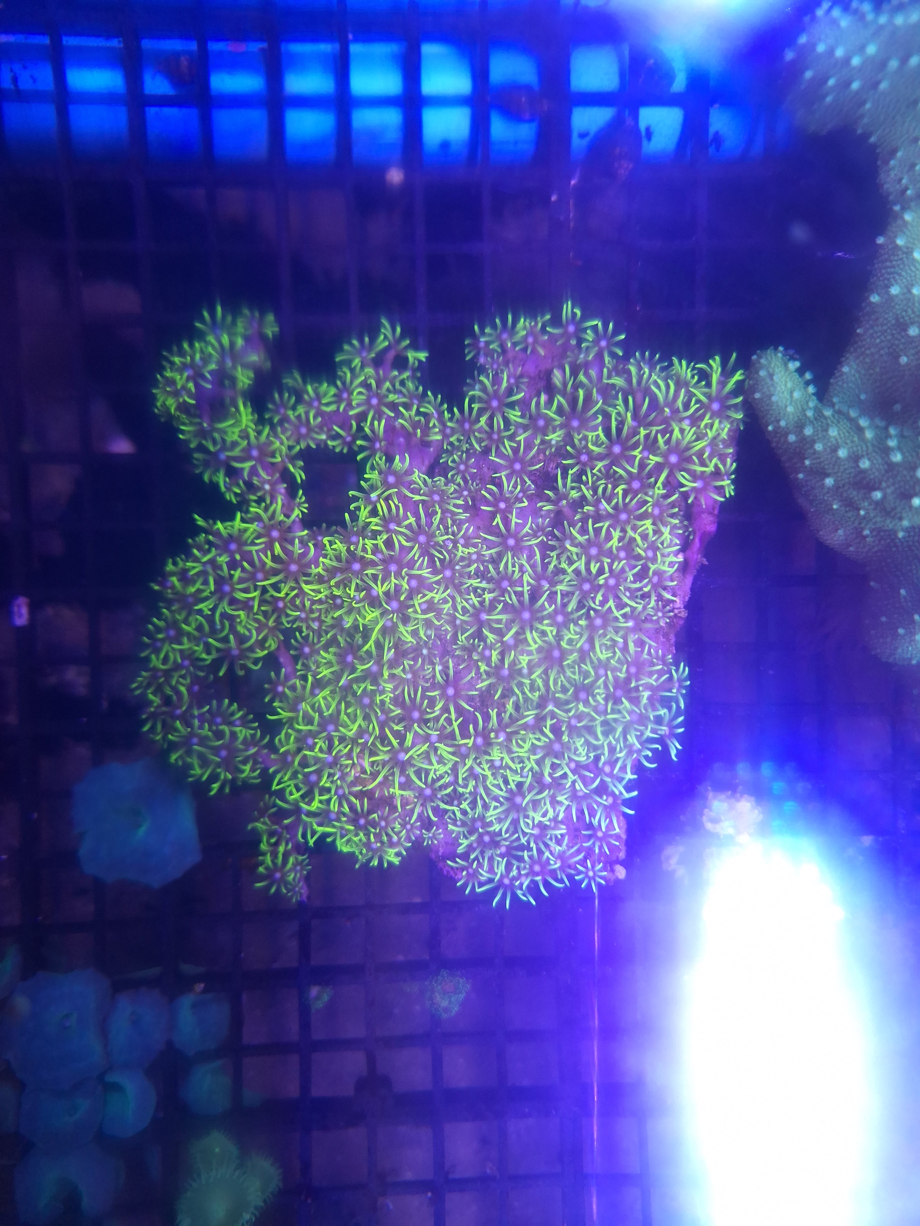 Green Star Polyps