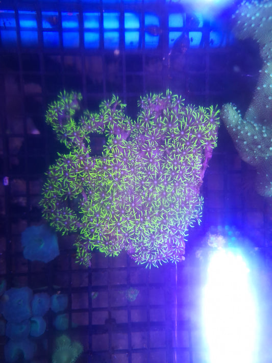 Green Star Polyps