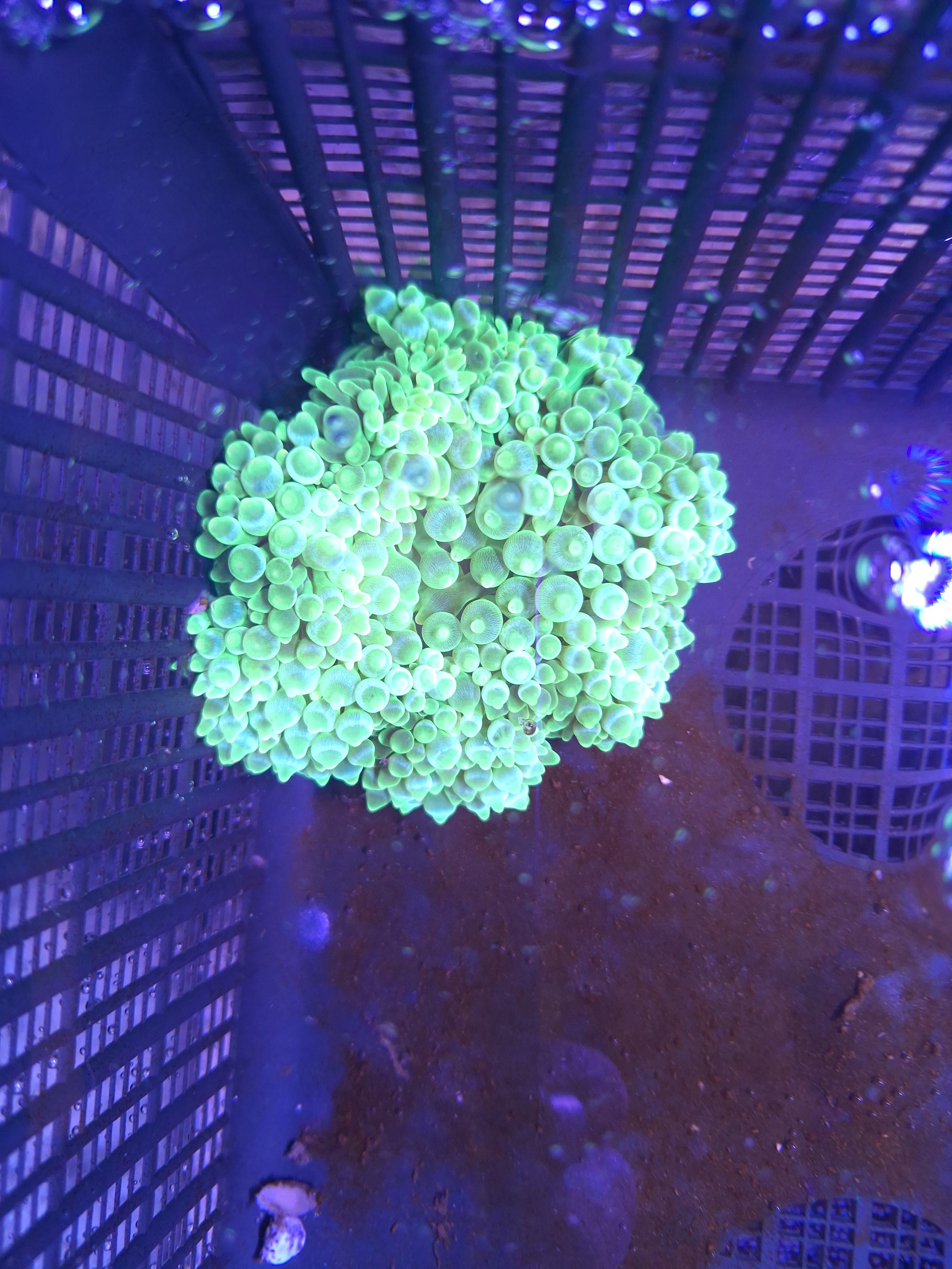 Heteractis Malu Green
