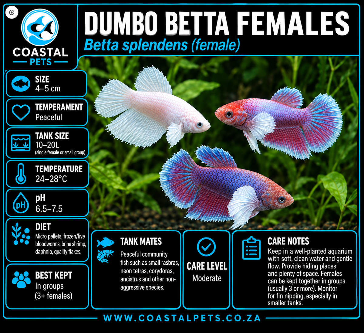 Betta- Female Dumbo