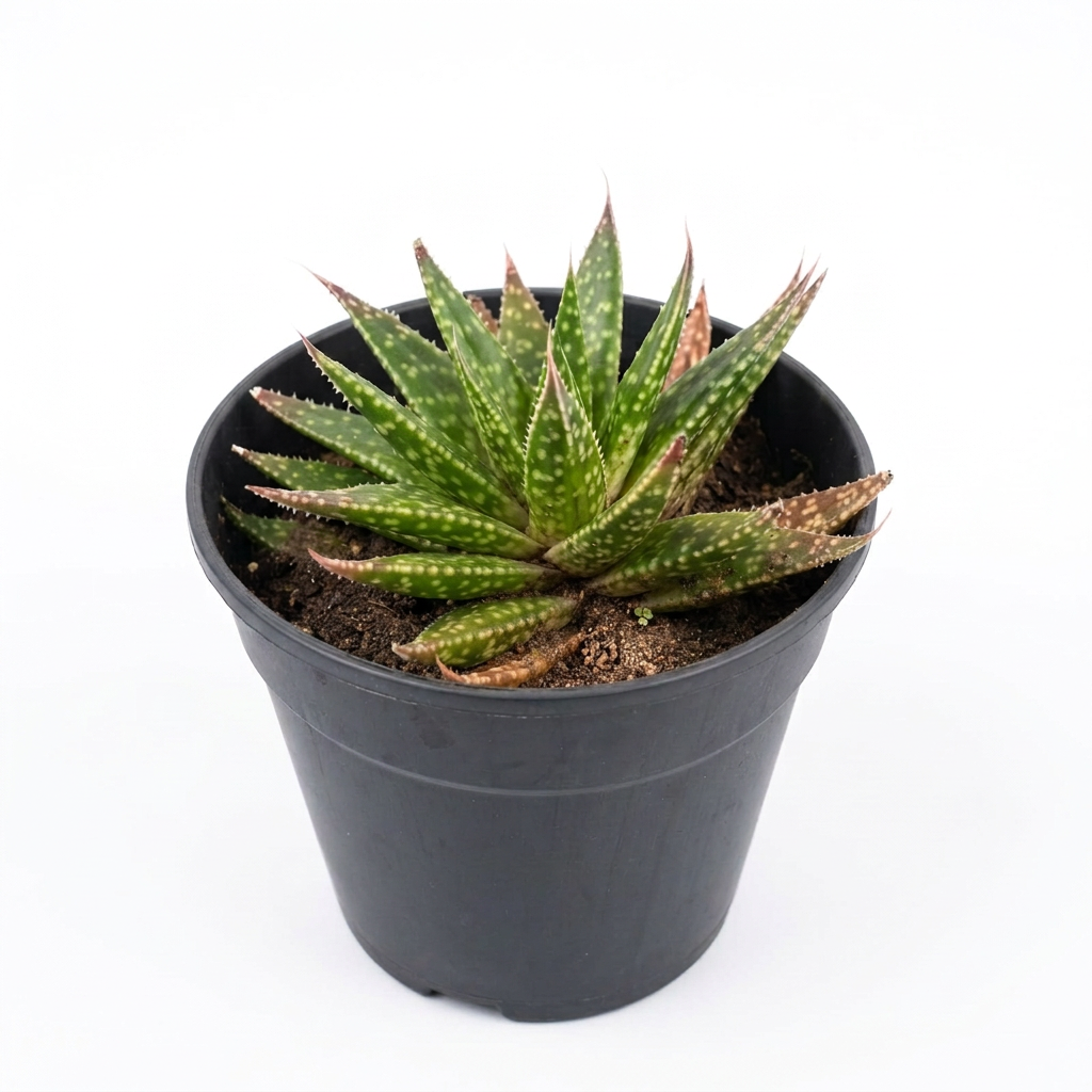 Aloe jucunda Succulent