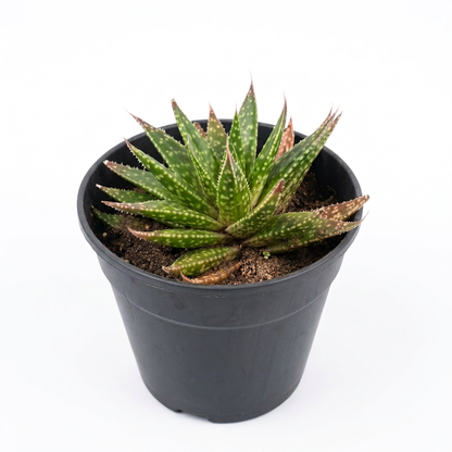 Aloe jucunda Succulent