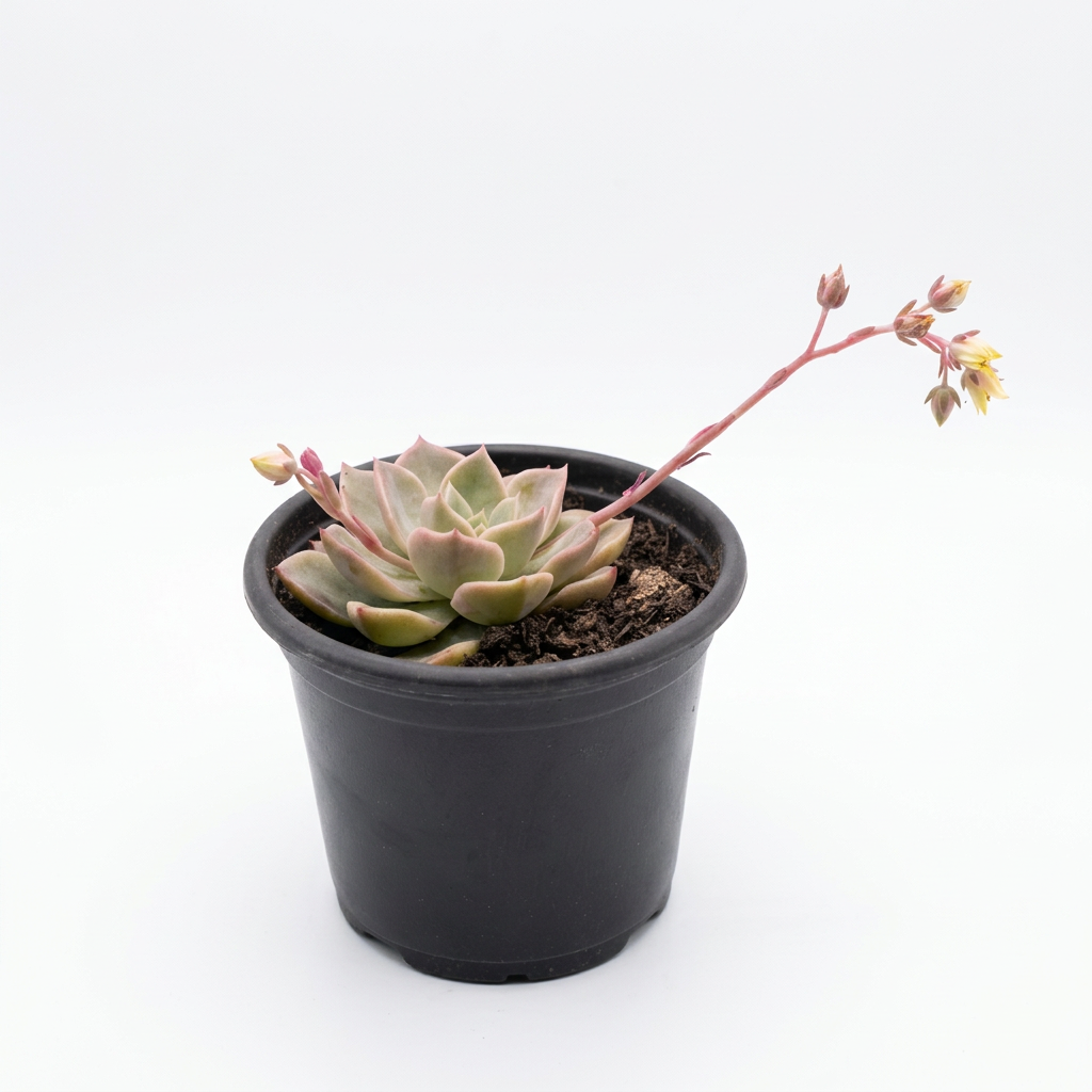 Echeveria 'Lola' (#2)