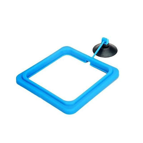 Blue Feeding Square
