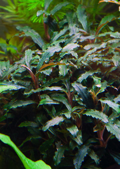 Bucephalandra Portions- 80mm Tub