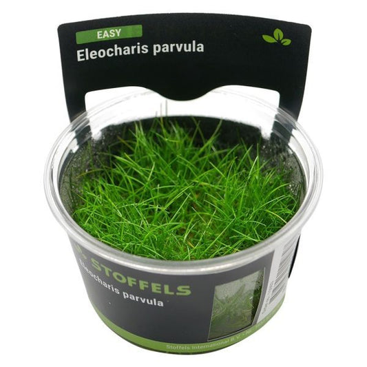 Stoffels Eleocharis parvula in-vitro