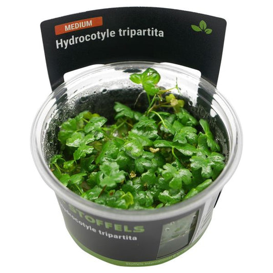 Stoffels Hydrocotyle tripartita in-vitro