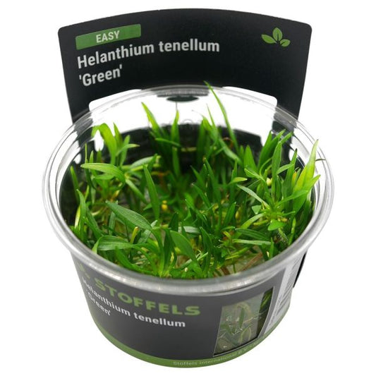 Stoffels Helanthium tenellum ‘Green’ in-vitro