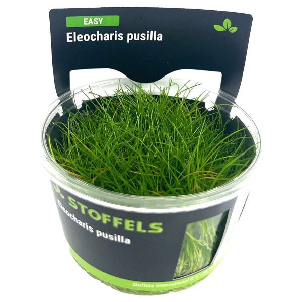 Stoffels Eleocharis pusilla in-vitro