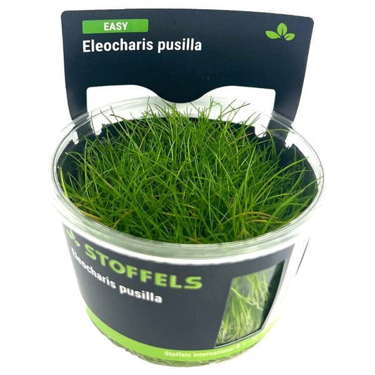 Stoffels Eleocharis pusilla in-vitro