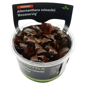 Stoffels Alternanthera reineckii ‘Rosanervig’ in-vitro