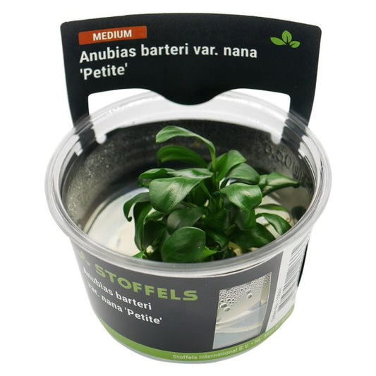 Stoffels Anubias barteri ‘Petite’ In-vitro