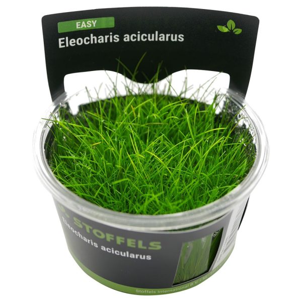 Stoffels Eleocharis acicularis in-vitro