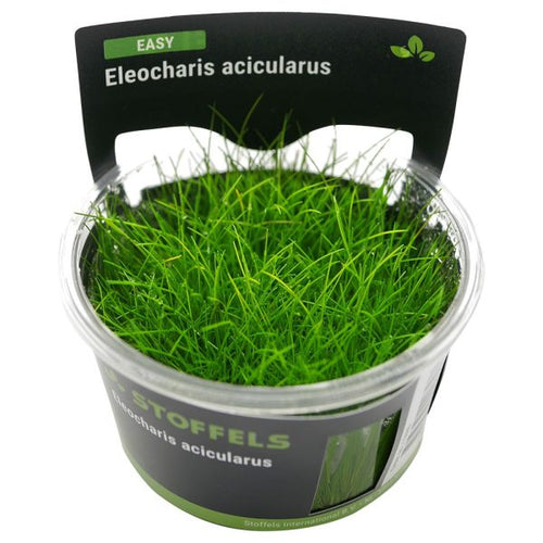 Stoffels Eleocharis acicularis in-vitro