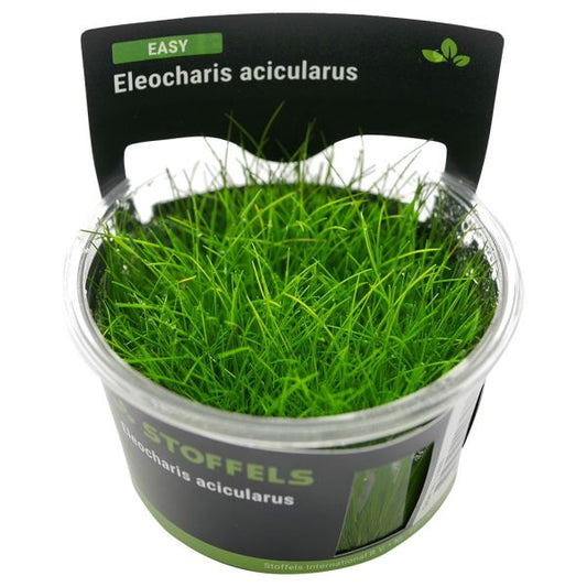 Stoffels Eleocharis acicularis in-vitro