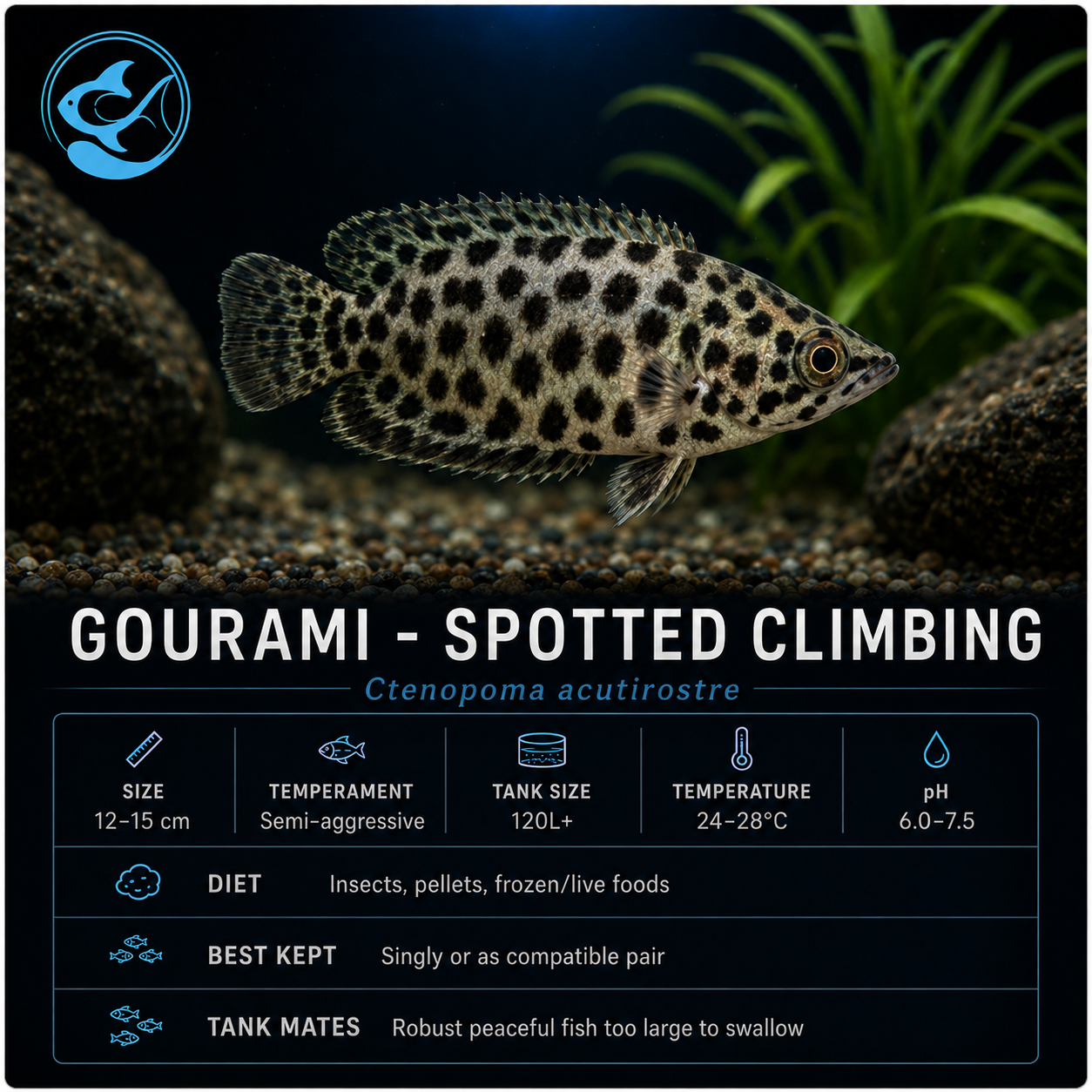 Gourami-Spotted Climbing