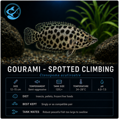 Gourami-Spotted Climbing