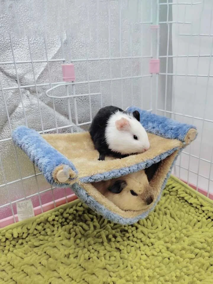 Small Animal Hammock - Double